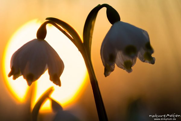 Märzenbecher, Leucojum vernum, Amaryllidaceae, Blüten im Gegenlicht der untergehenden Sonne, Westerberg, Göttinger Wald, Göttingen, Deutschland