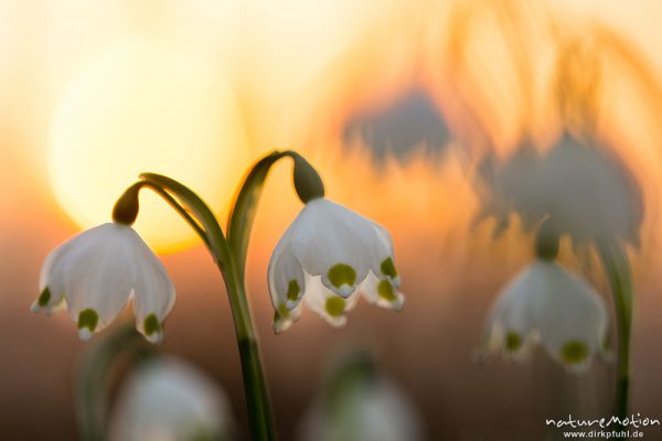 Märzenbecher, Leucojum vernum, Amaryllidaceae, Blüten im Gegenlicht der untergehenden Sonne, Westerberg, Göttinger Wald, Göttingen, Deutschland