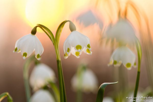 Märzenbecher, Leucojum vernum, Amaryllidaceae, Blüten im Gegenlicht der untergehenden Sonne, Westerberg, Göttinger Wald, Göttingen, Deutschland