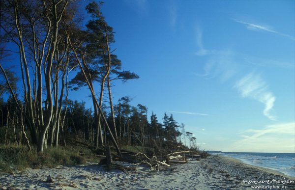 Küstenlinie, Strand und Kiefernwald, Weststrand Darss, Darß, Zingst, Deutschland