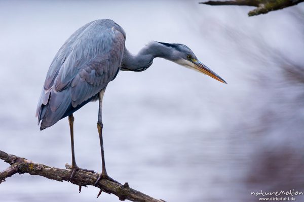 Graureiher, Ardea cinerea, Ardeidae, Jungtier auf Ansitz am Ufer, Kiessee Göttingen, A nature document - not arranged nor manipulated, Göttingen, Deutschland