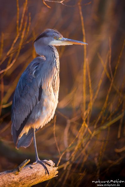 Graureiher, Ardea cinerea, Ardeidae, Tier sitzt auf umgestürztem Baumstamm direkt am Ufer, Abendlicht, Kiesssee, A nature document - not arranged nor manipulated, Göttingen, Deutschland