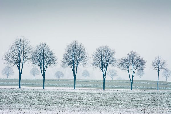 Baumreihen entlang Landstraße, leichte Schneebedeckung, trüber Wintertag, Niedernjesa, Göttingen, Deutschland