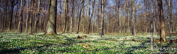 Buschwindröschen, Anemone nemorosa, Ranunculaceae, blühender Buchenwald, Göttingen, Deutschland