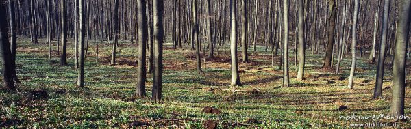 blühender Buchenwald, Buschwindröschen, Göttingen, Deutschland