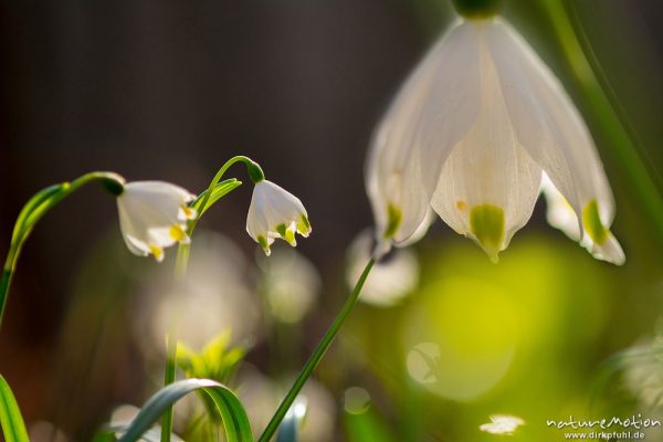 Märzenbecher, Leucojum vernum, Amaryllidaceae, Blüten in dichten Beständen, Westerberg, montage, Göttingen, Deutschland