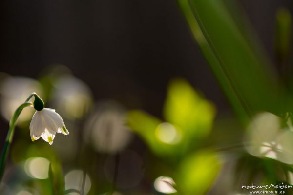 Märzenbecher, Leucojum vernum, Amaryllidaceae, Blüten in dichten Beständen, Westerberg, Göttingen, Deutschland