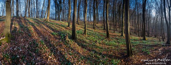 Waldboden mit dichten beständen von Märzenbecher, Leucojum vernum, Amaryllidaceae, Westerberg, Göttingen, Deutschland