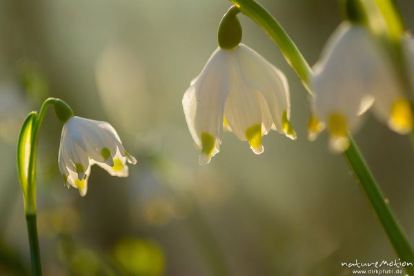 Märzenbecher, Leucojum vernum, Amaryllidaceae, Blüten in dichten Beständen, Gegenlicht bei tief stehender Sonne, Westerberg, montage, Göttingen, Deutschland