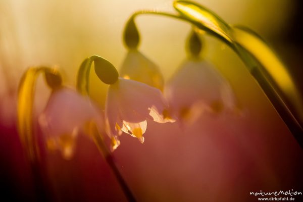 Märzenbecher, Leucojum vernum, Amaryllidaceae, Blüten in dichten Beständen, Gegenlicht bei tief stehender Sonne, Westerberg, Göttingen, Deutschland