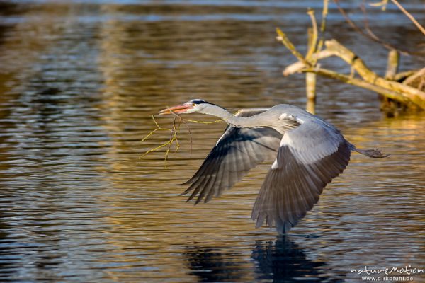 Graureiher, Ardea cinerea, Ardeidae, Tier im Flug, transportiert Nistmaterial zum Brutbaum, Levinscher Park, A nature document - not arranged nor manipulated, Göttingen, Deutschland