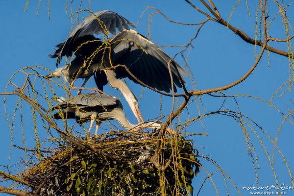 Graureiher, Ardea cinerea, Ardeidae, Paarung, Weide auf Insel im Teich, Levinscher Park, A nature document - not arranged nor manipulated, Göttingen, Deutschland