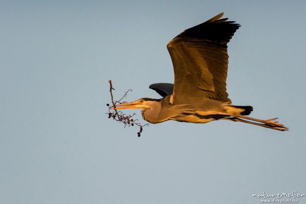 Graureiher, Ardea cinerea, Ardeidae, Tier im Flug, transportiert Nistmaterial zum Brutbaum, Levinscher Park, A nature document - not arranged nor manipulated, Göttingen, Deutschland