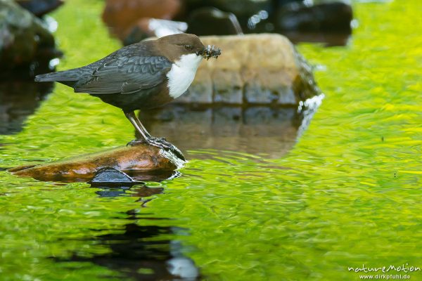 Wasseramsel, Cinclus cinclus, 	Wasseramseln (Cinclidae), mit erbeuteten Wasserinsekten, sitzend auf Steinen in Bachlauf, Niemetal, A nature document - not arranged nor manipulated, Bursfelde, Deutschland