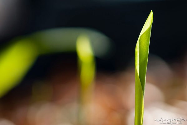 Bärlauch, Allium ursinum, Liliaceae, frisch ausgetriebene Blätter, Westerberg, Göttingen, Deutschland