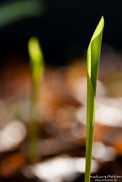 Bärlauch, Allium ursinum, Liliaceae, frisch ausgetriebene Blätter, Westerberg, Göttingen, Deutschland