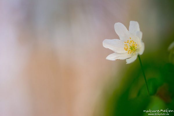 Buschwindröschen, Anemone nemorosa, Ranunculaceae, Blüte, Göttinger Wald, Göttingen, Deutschland