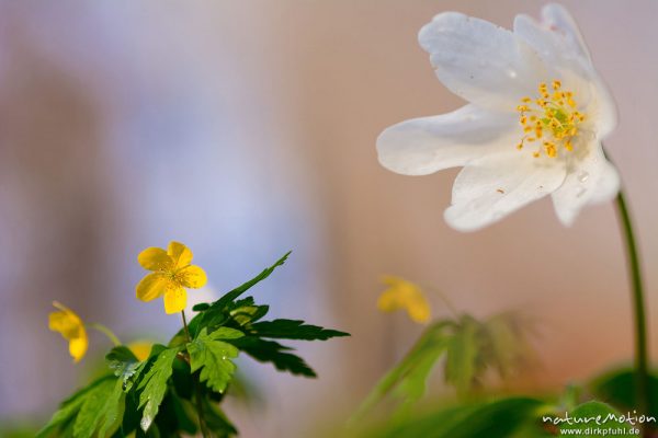 Buschwindröschen, Anemone nemorosa und Gelbes Windröschen, Anemone ranuncoloides, Ranunculaceae, Blüte, Doppelbelichtung/Montage zweier Bilder mit verschiedener Schärfeebene, Göttinger Wald, Göttingen, Deutschland