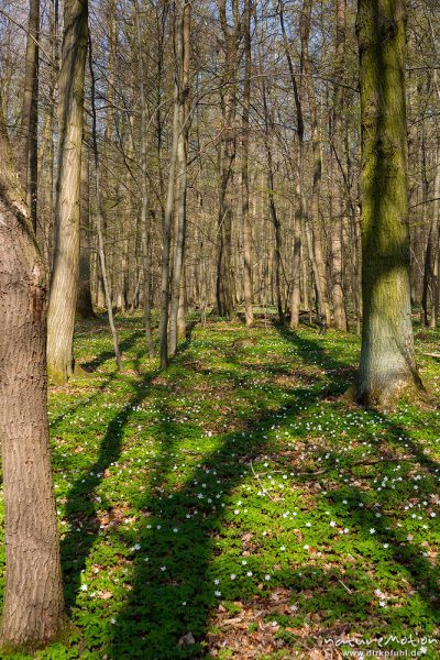 Schatten auf dem Waldboden, Buschwindröschen in dichtem Bestand im noch lichten Buchenwald, Westerbe, Göttingen, Deutschland