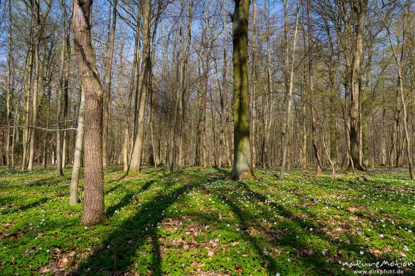 Schatten auf dem Waldboden, Buschwindröschen in dichtem Bestand im noch lichten Buchenwald, Westerberg, Göttingen, Deutschland