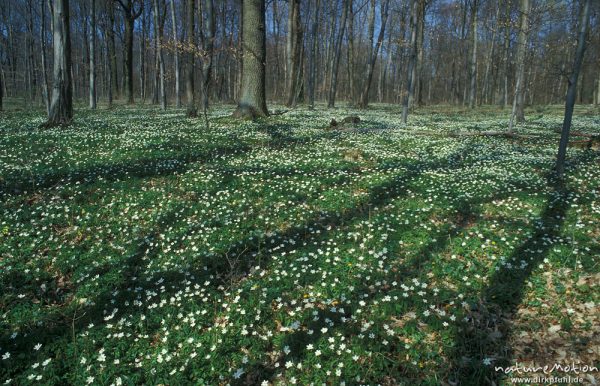 Buschwindröschen, Anemone nemorosa, bodendeckend im Buchenwald, Baumschatten, Groner Holz bei Göttin, Göttingen, Deutschland
