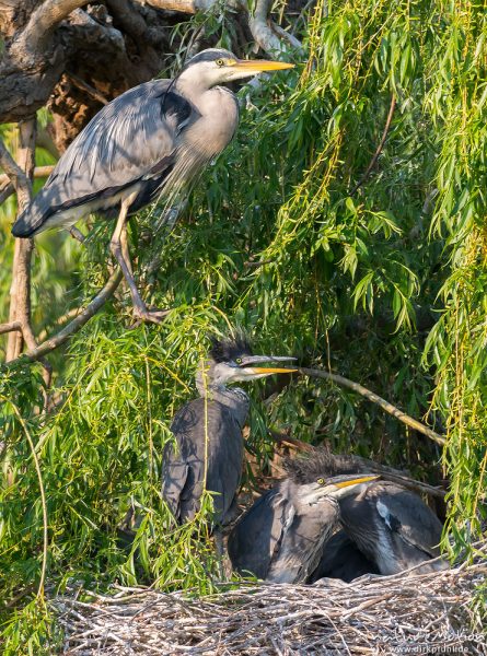 Graureiher, Ardea cinerea, Ardeidae, Brutpaar im Nest,  Alttiere und Küken/Jungtiere auf Weide inmitten eines Teiches im Levinschen Park, A nature document - not arranged nor manipulated, Göttingen, Deutschland