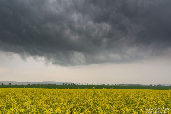 Gewitterwolken über blühendem Rapsfeld, Göttingen, Deutschland