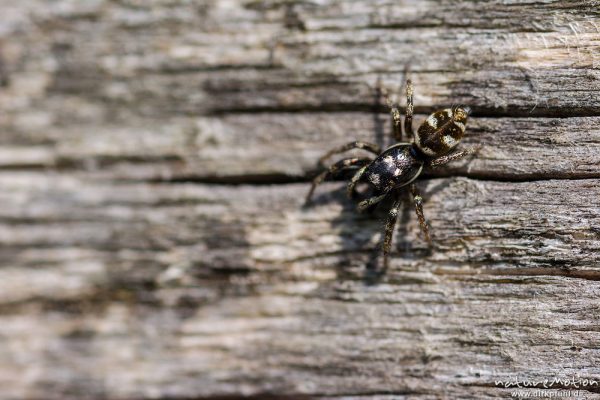 Zebraspringspinne, Salticus scenicus, 	Springspinnen (Salticidae), Männchen auf Nahrungssuche an den Brettern eines Weidezauns, Tripkenpfuhl am Herberhäuser Stieg, A nature document - not arranged nor manipulated, Göttingen, Deutschland