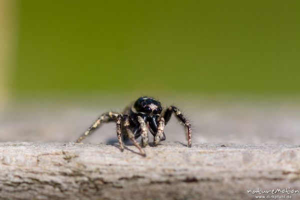 Zebraspringspinne, Salticus scenicus, 	Springspinnen (Salticidae), Männchen mit deutlich sichtbaren großen Cheliceren, auf Nahrungssuche an den Brettern eines Weidezauns, Tripkenpfuhl am Herberhäuser Stieg, A nature document - not arranged nor manipulated, Göttingen, Deutschland