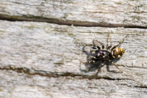 Zebraspringspinne, Salticus scenicus, 	Springspinnen (Salticidae), Männchen auf Nahrungssuche an den Brettern eines Weidezauns, Tripkenpfuhl am Herberhäuser Stieg, A nature document - not arranged nor manipulated, Göttingen, Deutschland