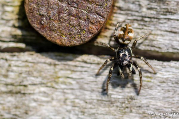 Zebraspringspinne, Salticus scenicus, 	Springspinnen (Salticidae), Männchen auf Nahrungssuche an den Brettern eines Weidezauns, Tripkenpfuhl am Herberhäuser Stieg, A nature document - not arranged nor manipulated, Göttingen, Deutschland