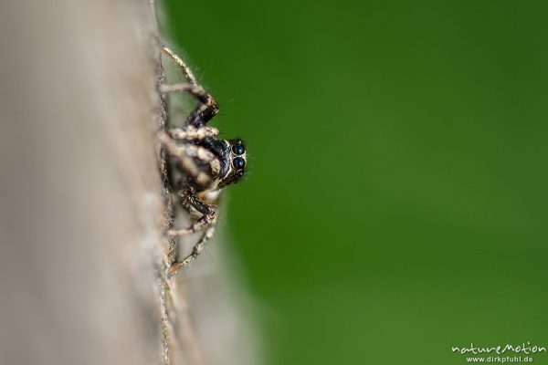 Zebraspringspinne, Salticus scenicus, 	Springspinnen (Salticidae), Männchen auf Nahrungssuche an den Brettern eines Weidezauns, Tripkenpfuhl am Herberhäuser Stieg, A nature document - not arranged nor manipulated, Göttingen, Deutschland