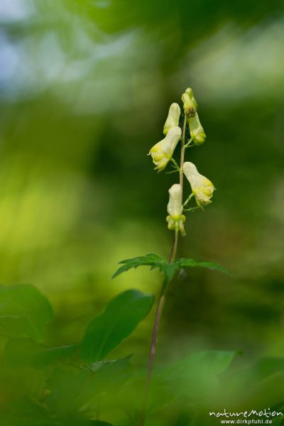 Wolfs-Eisenhut, Gelber Eisenhut, Aconitum lycoctonum, Hahnenfußgewächse (Ranunculaceae), blühende Pflanze im Buchenwald, Westerberg, Göttingen, Deutschland