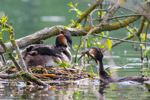 Haubentaucher, Podiceps cristatus, Podicipedidae, Brutpaar im/am Nest, einige Küken sind bereits geschlüpft, weitere Eier werden noch bebrütet, Nestbau, Kiessee, A nature document - not arranged nor manipulated, Göttingen, Deutschland