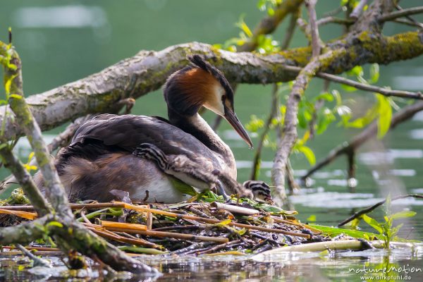 Haubentaucher, Podiceps cristatus, Podicipedidae, Brutpaar im/am Nest, einige Küken sind bereits geschlüpft, weitere Eier werden noch bebrütet, Küken schlüpft zurück in das Rückengefieder des Altvogels, Kiessee, A nature document - not arranged nor manipulated, Göttingen, Deutschland