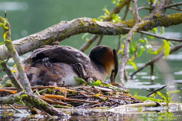 Haubentaucher, Podiceps cristatus, Podicipedidae, Brutpaar im/am Nest, einige Küken sind bereits geschlüpft, weitere Eier werden noch bebrütet, Küken schlüpft zurück in das Rückengefieder des Altvogels, Kiessee, A nature document - not arranged nor manipulated, Göttingen, Deutschland