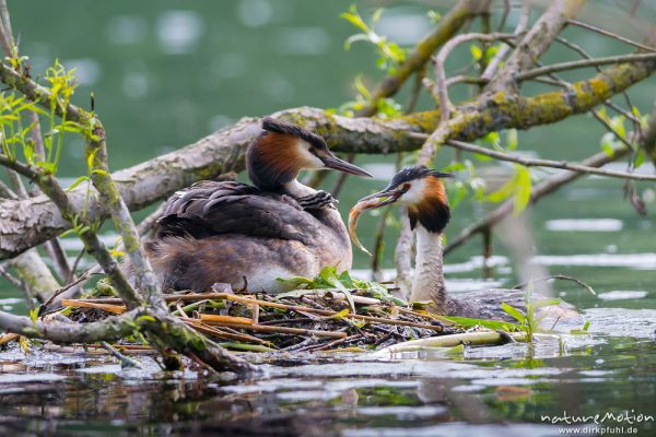 Haubentaucher, Podiceps cristatus, Podicipedidae, Brutpaar im/am Nest, einige Küken sind bereits geschlüpft, weitere Eier werden noch bebrütet, Fütterung mit Fisch, Kiessee, A nature document - not arranged nor manipulated, Göttingen, Deutschland