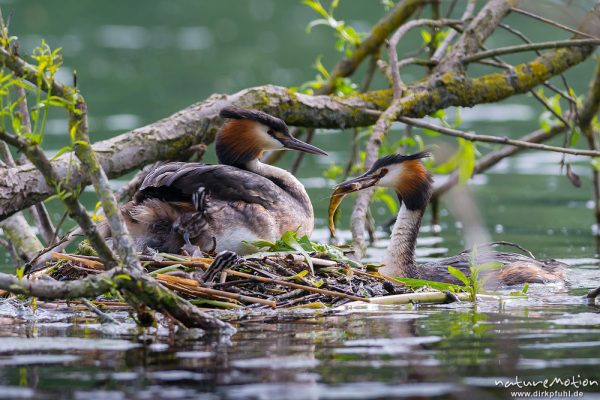 Haubentaucher, Podiceps cristatus, Podicipedidae, Brutpaar im/am Nest, einige Küken sind bereits geschlüpft, weitere Eier werden noch bebrütet, Fütterung mit Fisch, Kiessee, A nature document - not arranged nor manipulated, Göttingen, Deutschland