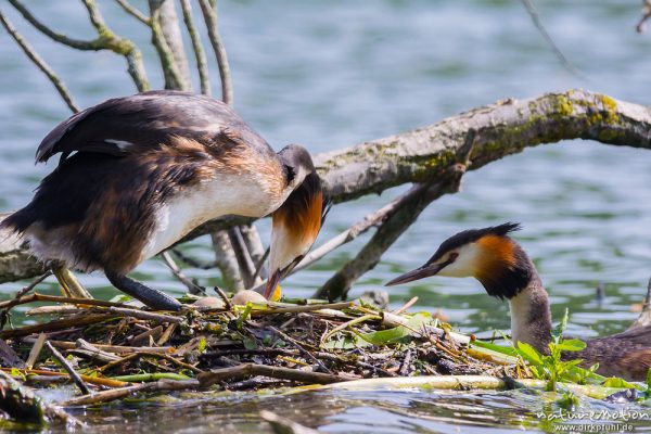 Haubentaucher, Podiceps cristatus, Podicipedidae, Brutpaar im/am Nest, einige Küken sind bereits geschlüpft, weitere Eier werden noch bebrütet,  Alttiere tauschen Plätze und wechseln sich beim Brüten ab, A nature document - not arranged nor manipulated, Göttingen, Deutschland