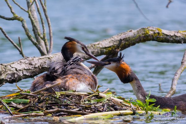 Haubentaucher, Podiceps cristatus, Podicipedidae, Brutpaar im/am Nest, einige Küken sind bereits geschlüpft, weitere Eier werden noch bebrütet,  Füttern mit Insekten, A nature document - not arranged nor manipulated, Göttingen, Deutschland