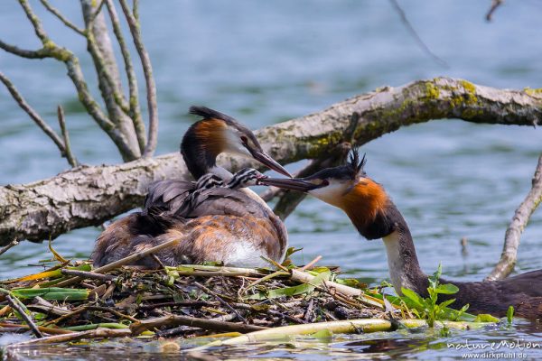 Haubentaucher, Podiceps cristatus, Podicipedidae, Brutpaar im/am Nest, einige Küken sind bereits geschlüpft, weitere Eier werden noch bebrütet,  Füttern mit Insekten, A nature document - not arranged nor manipulated, Göttingen, Deutschland