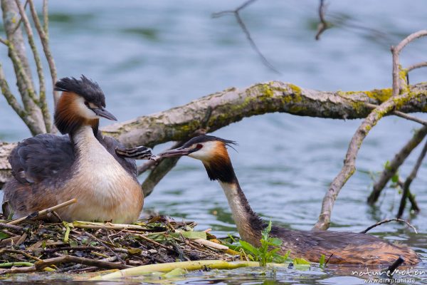 Haubentaucher, Podiceps cristatus, Podicipedidae, Brutpaar im/am Nest, einige Küken sind bereits geschlüpft, weitere Eier werden noch bebrütet, Füttern mit Insekten, A nature document - not arranged nor manipulated, Göttingen, Deutschland