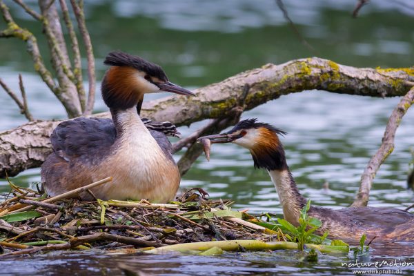 Haubentaucher, Podiceps cristatus, Podicipedidae, Brutpaar im/am Nest, einige Küken sind bereits geschlüpft, weitere Eier werden noch bebrütet, Füttern mit Fisch, A nature document - not arranged nor manipulated, Göttingen, Deutschland