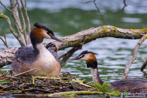 Haubentaucher, Podiceps cristatus, Podicipedidae, Brutpaar im/am Nest, einige Küken sind bereits geschlüpft, weitere Eier werden noch bebrütet, Füttern mit Fisch, A nature document - not arranged nor manipulated, Göttingen, Deutschland