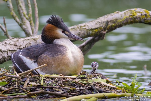 Haubentaucher, Podiceps cristatus, Podicipedidae, Brutpaar im/am Nest, einige Küken sind bereits geschlüpft, weitere Eier werden noch bebrütet,  Küken schaut in Kamera, A nature document - not arranged nor manipulated, Göttingen, Deutschland