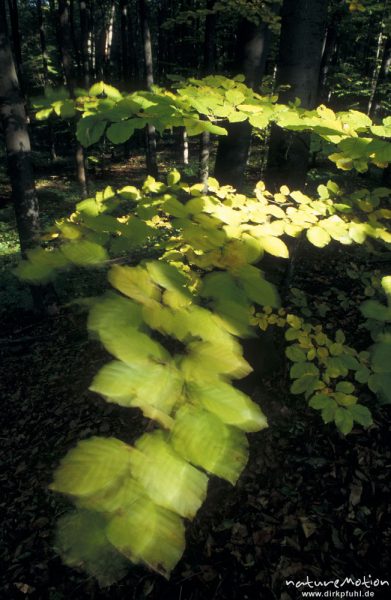 Rot-Buche, Fagus sylvatica, Fagaceae, Zweig mit beginnender Herbstfärbung, Bewegungsunschärfe, Göttingen, Deutschland