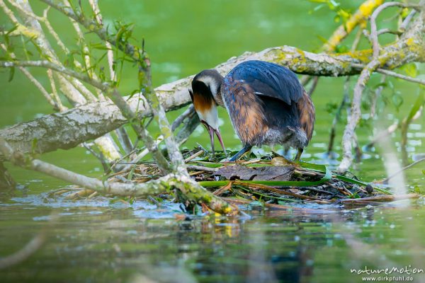 Haubentaucher, Podiceps cristatus, Podicipedidae, Brutpaar im/am Nest, einige Küken sind bereits geschlüpft, weitere Eier werden noch bebrütet, Alttier wendet Eier im Nest, A nature document - not arranged nor manipulated, Göttingen, Deutschland