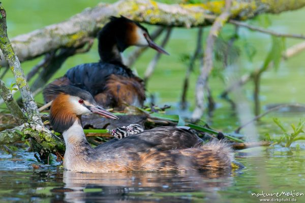 Haubentaucher, Podiceps cristatus, Podicipedidae, Brutpaar im/am Nest, einige Küken sind bereits geschlüpft, weitere Eier werden noch bebrütet, Füttern mit Insekten, A nature document - not arranged nor manipulated, Göttingen, Deutschland