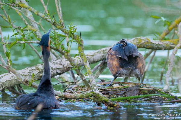 Haubentaucher, Podiceps cristatus, Podicipedidae, Brutpaar im/am Nest, einige Küken sind bereits geschlüpft, weitere Eier werden noch bebrütet, Alttiere tauschen Plätze und wechseln sich beim Brüten ab, A nature document - not arranged nor manipulated, Göttingen, Deutschland