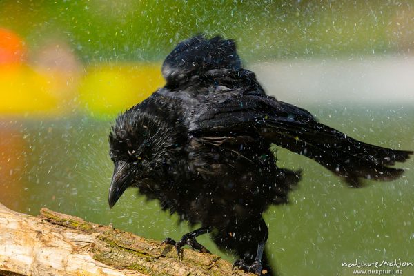 Kolkrabe, Corvus corax, Rabenvögel (Corvidae), badet im Wasser, Gefiederpflege auf einem im Wasser liegenden Zweig, Kiessee, A nature document - not arranged nor manipulated, Göttingen, Deutschland